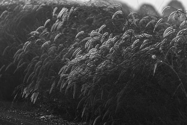 istock the flower field monotone 638730614