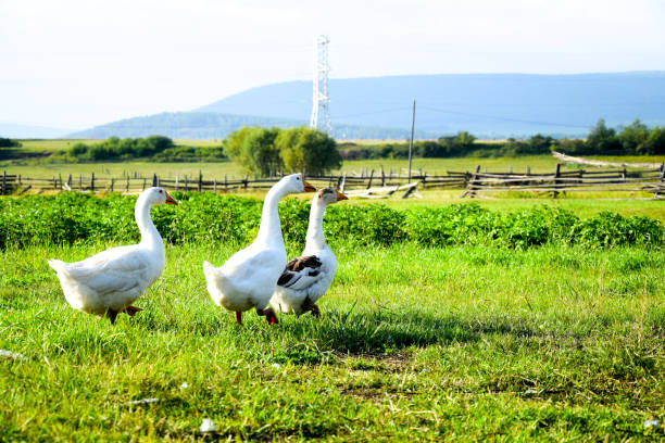 istock Geese come in wild field. 638732022