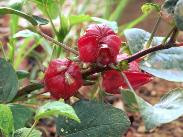 istock roselle flower in vegetable garden 638732032