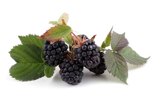 istock Cluster of blackberry 638732390