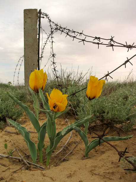 istock First tulips, Baikonur, Kazakhstan 638736014