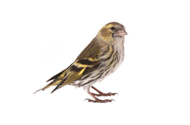 weibliche siskin - fichtenzeisig stock-fotos und bilder