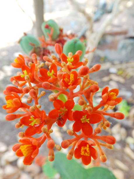 istock Gout Plant Flower 638737392