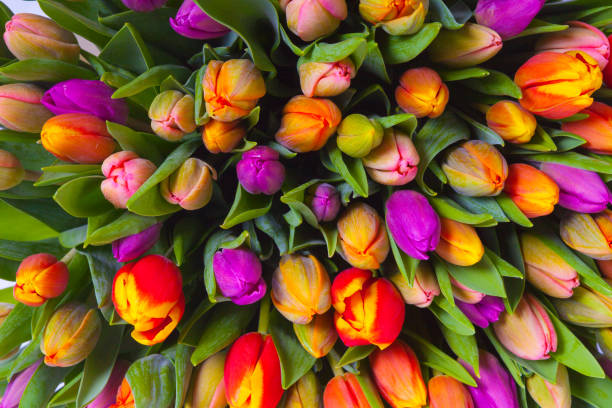 bouquet of multicolor tulips. fresh spring flowers stock photo