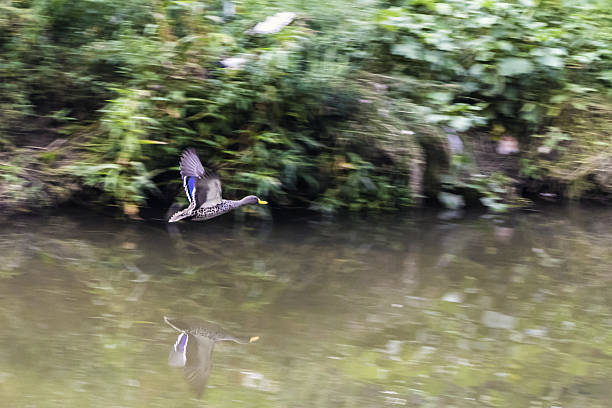 mallard or mottled duck seen flying over the riverside - gevlekte eend stockfoto's en -beelden