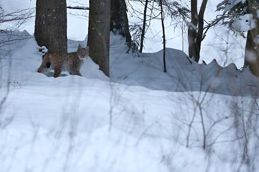 Eurasian lynx in the bavarian national park in eastern germany, european wild cats, animals in european forests, lynx lynx