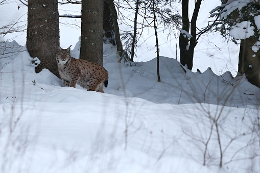 Eurasian lynx in the bavarian national park in eastern germany, european wild cats, animals in european forests, lynx lynx