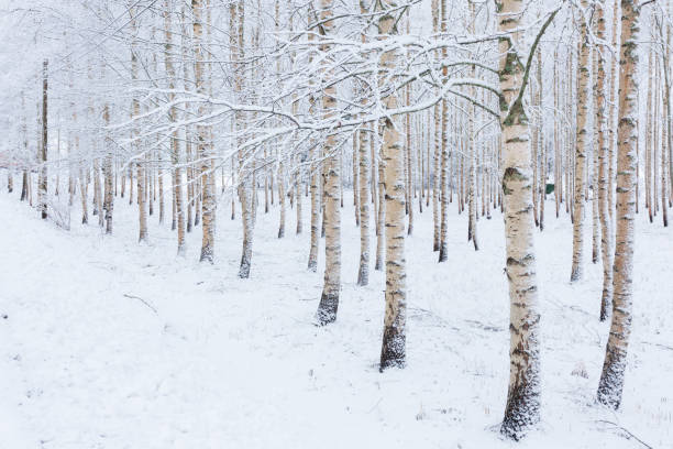 istock Birch wood forest covered in snow 638741500