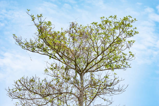 istock Branch of tree  on  sky background 638742346