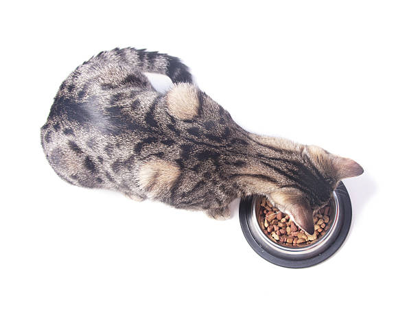 istock Cat eating dry food from a bowl. 638742712