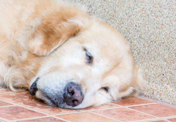 istock Dog sleeping on the floor, golden retriever. 638742734