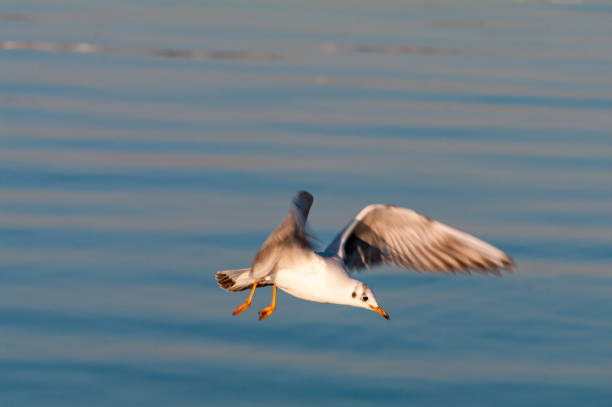 istock Seagulls on the sea 638743028