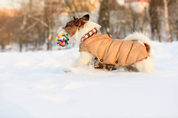 istock Dog wearing warm outfit having fun in cold snowdrift 638745918