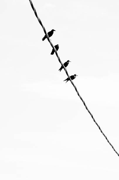 istock Silhouettes of crows on the wire 638747770