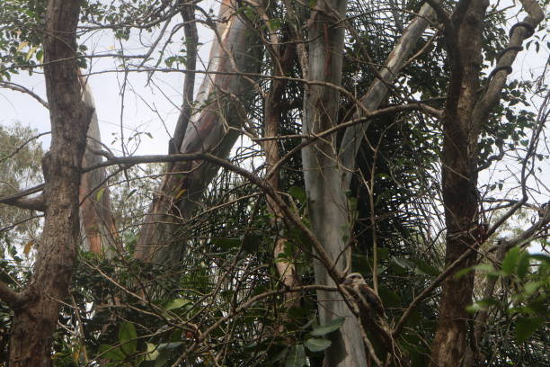 istock Kookaburra in a gum tree 638750972
