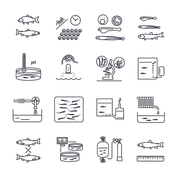 set of thin line icons aquaculture production process set of thin line icons aquaculture production process, fish farming roe river stock illustrations