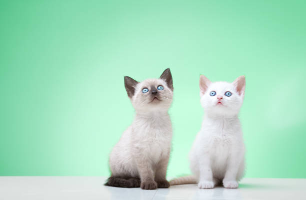 istock siamese and white puppy cat looking up portrait 638755236