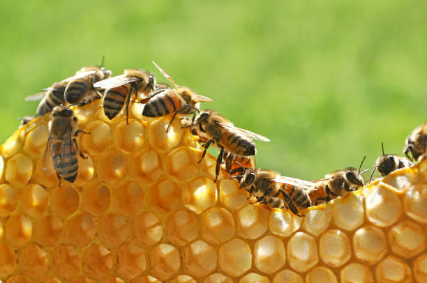 비 직장에서 - apiculture 뉴스 사진 이미지