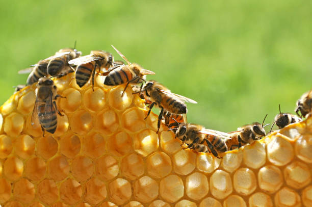 bees at work bees at work on honeycomb beehive photos stock pictures, royalty-free photos & images
