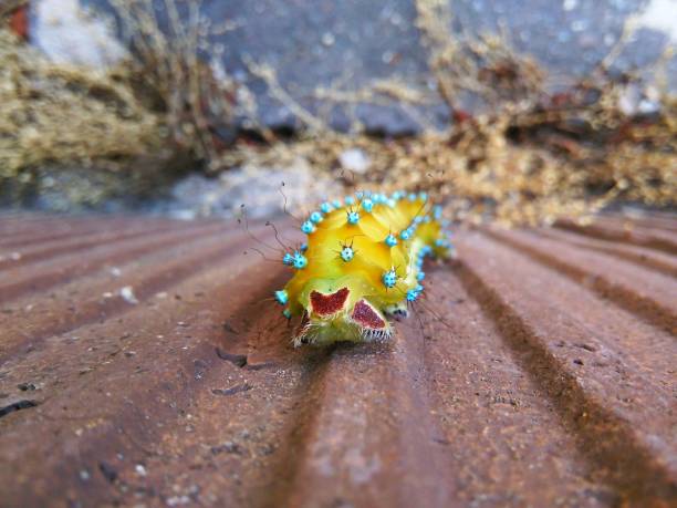 istock Butterfly worm coming up on the wall 638757258