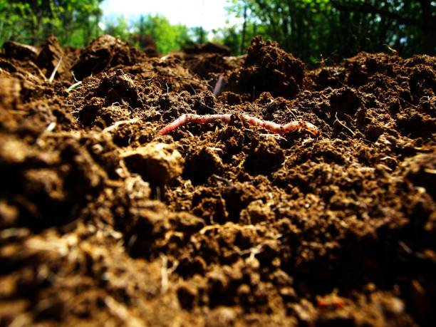 Worm comes up from the earth Useful worm comes up from the fresh earth worm stock pictures, royalty-free photos & images