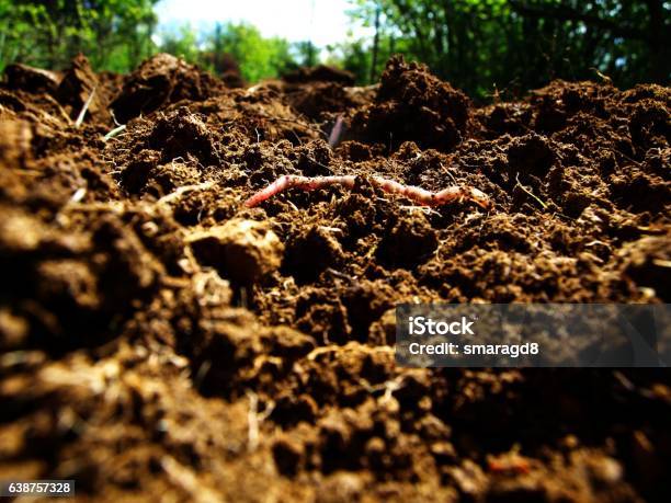 Worm Comes Up From The Earth Stock Photo - Download Image Now - Dirt, Healthy Lifestyle, Worm