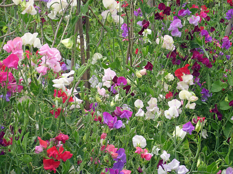 Mixed colour sweet peas (Lathyrus odoratus) in flower with supporting bamboo canes.