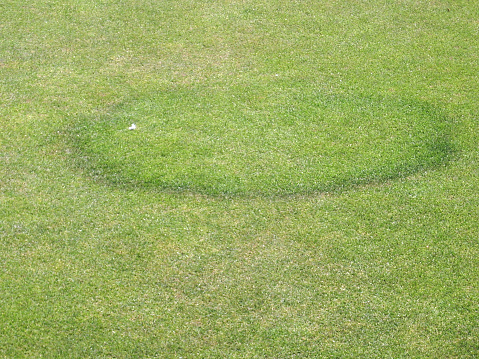 Fungal disease on a grass bowling green showing the characteristic circular ring.