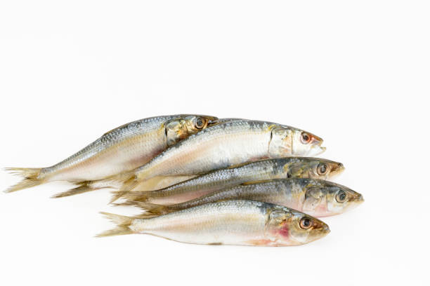 istock Indian oil sardine 638759376