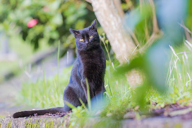 istock The scenery that there is the cat 638759754
