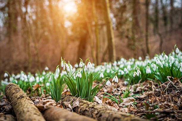 Snowdrops Snowdrops flowering with autumn leaves on the soil march month photos stock pictures, royalty-free photos & images