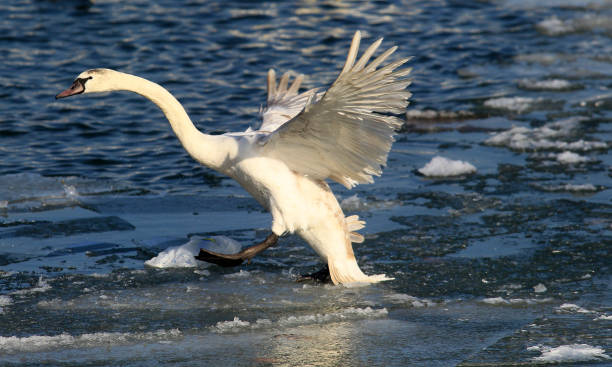 istock Swan landing on the ice 638763998