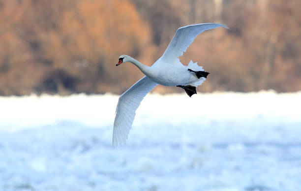 istock Swan flying over frozen Danube 638764100