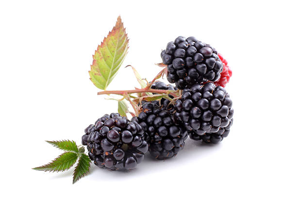 istock Cluster of blackberry 638765974