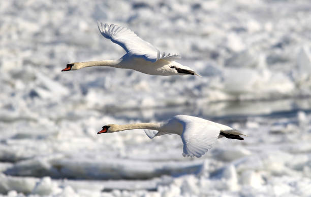 istock Swan flying over frozen Danube 638766016