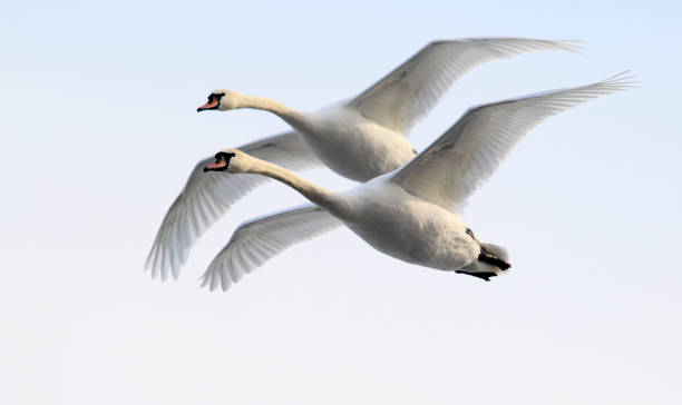 Swan flying over frozen Danube