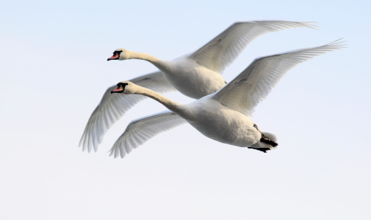 Tundra Swan flying alone at Freezeout Lake near Glacier National Park in Montana in the United States of America (USA). The Tundra Swan can be distinguished from the Trumpeter by the bright yellow spot in front of the eye. The Trumpeter swan does not have a yellow spot.