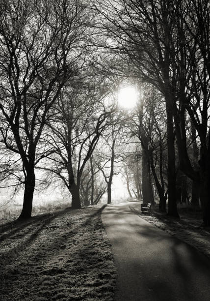 istock Sunrise in the city park 638766658