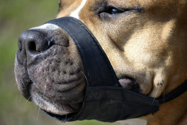 istock Close-up of a dog muzzled 638766724