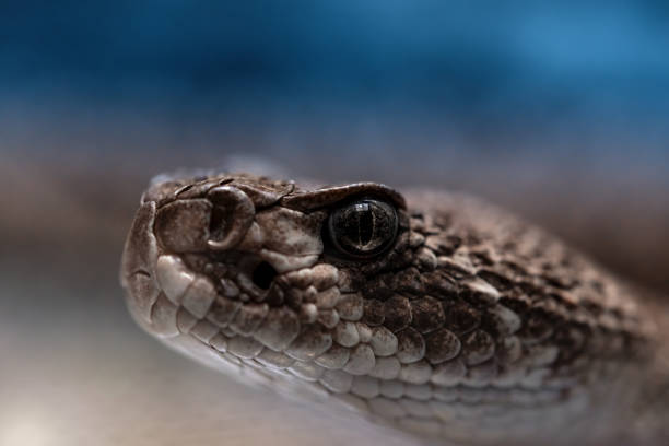 istock the rattlesnake, close-up 638766752