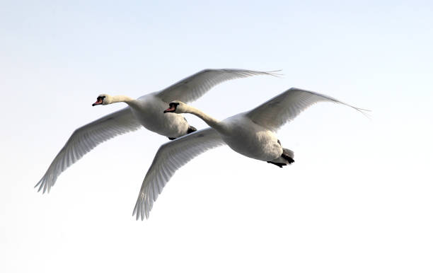 istock Swan flying over frozen Danube 638766860