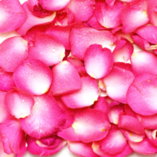 istock blurry rose petal picture 638766886