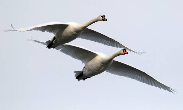 istock Swan flying over frozen Danube 638767020