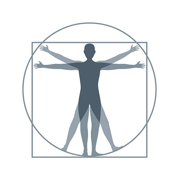 cartoon silhouette vitruvian man. vector - fizyoloji stock illustrations