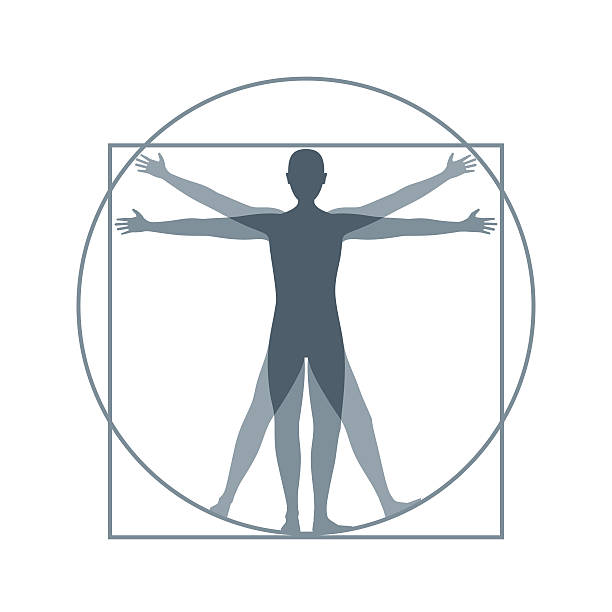 Cartoon Silhouette Vitruvian Man. Vector Cartoon Silhouette Vitruvian Man Proportion, Human Anatomy. Flat Design Style. Vector illustration perfection illustrations stock illustrations