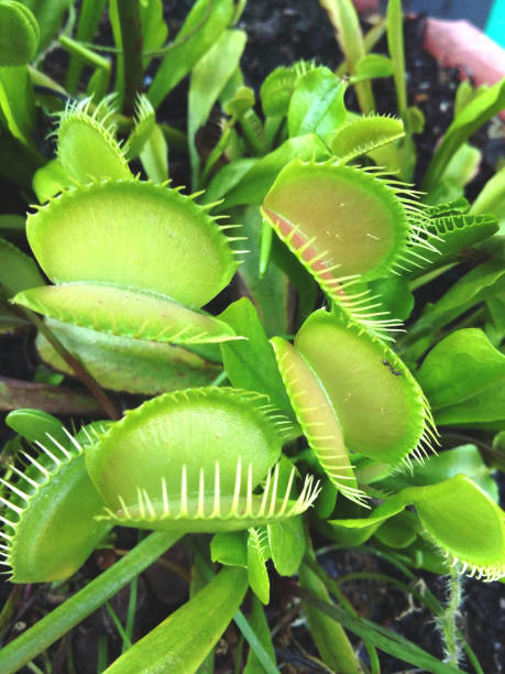 istock Carnivorous Plants- Dionaea venus 638767232