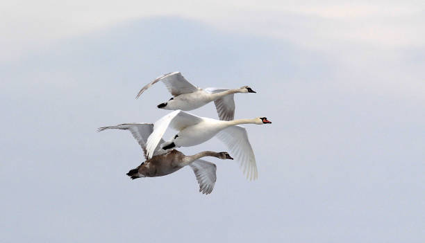 gruppo di cigni che volano - freshwater bird animals in the wild feather animal leg foto e immagini stock