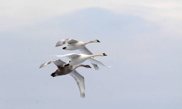 istock Group of swans flying 638767294