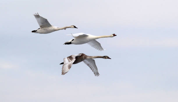 istock Group of swans flying 638767354
