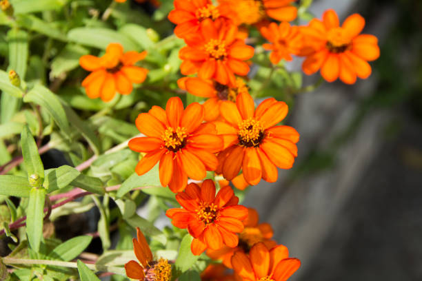 Orange flowers stock photo